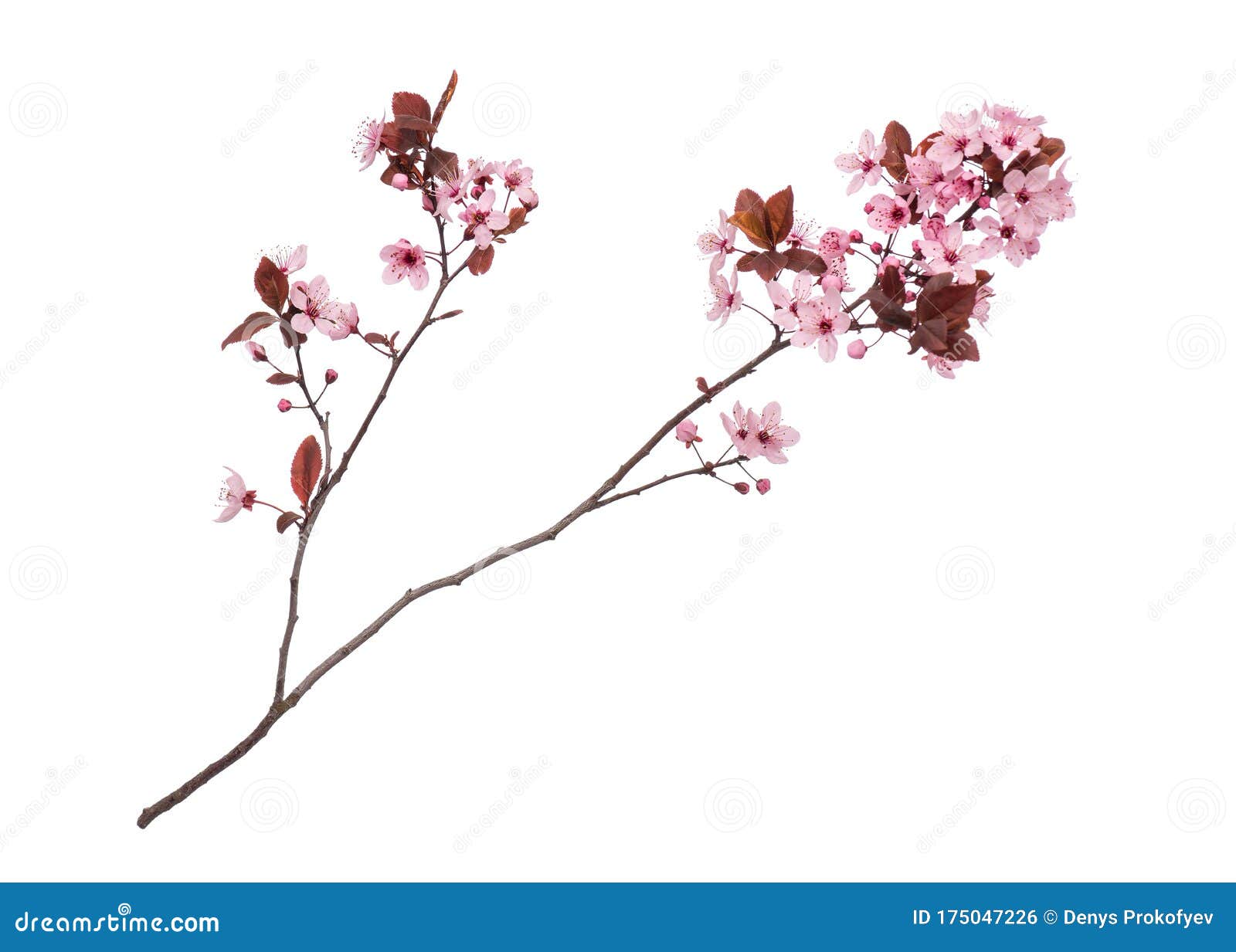 real cherry blossom tree branch