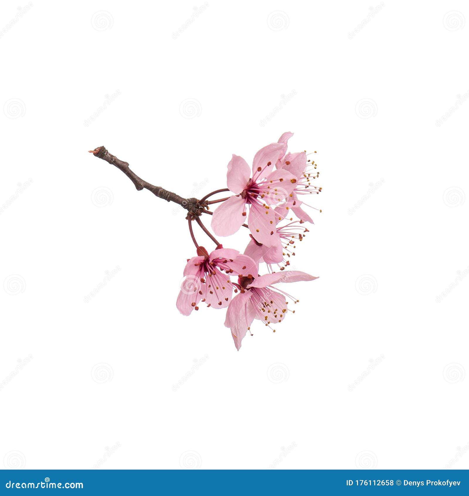 real cherry blossom tree branch