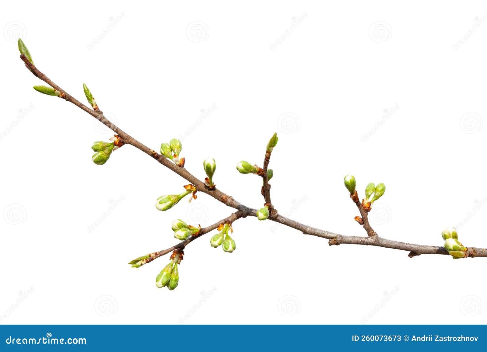 Spring Tree Branch with Green Buds Isolated on White Background Stock