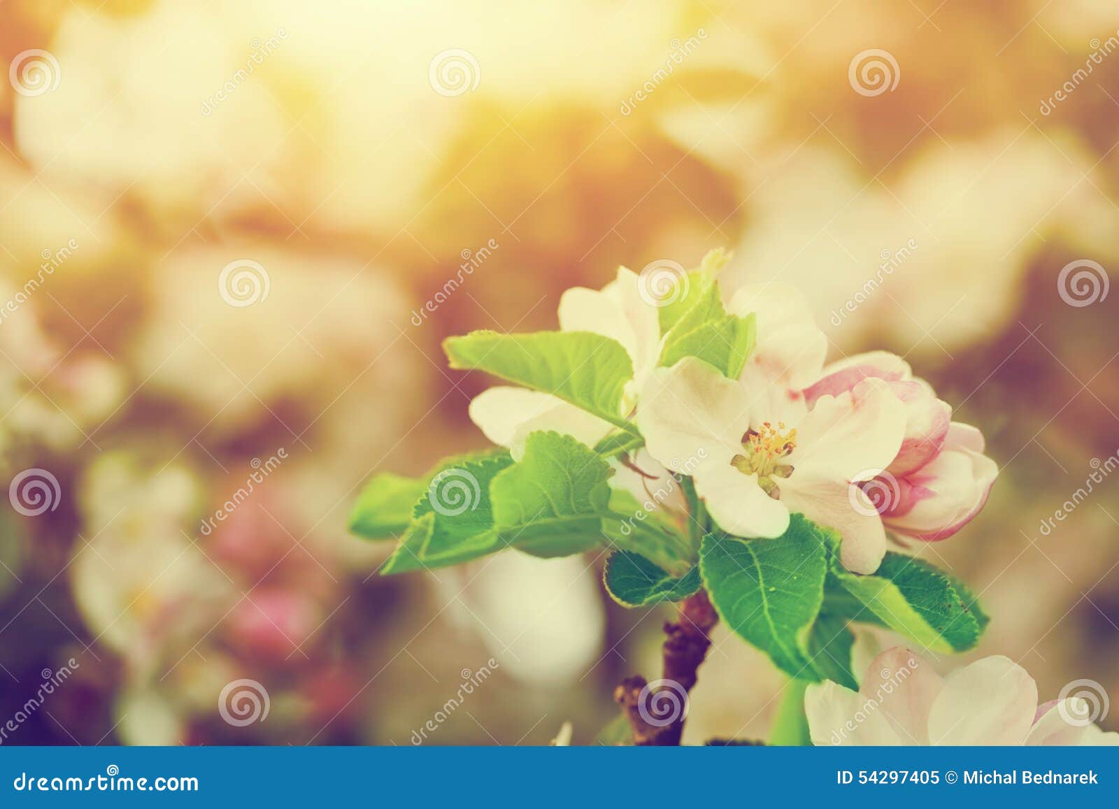 Spring Tree Flowers Blossom, Bloom in Warm Sun. Vintage Stock Image