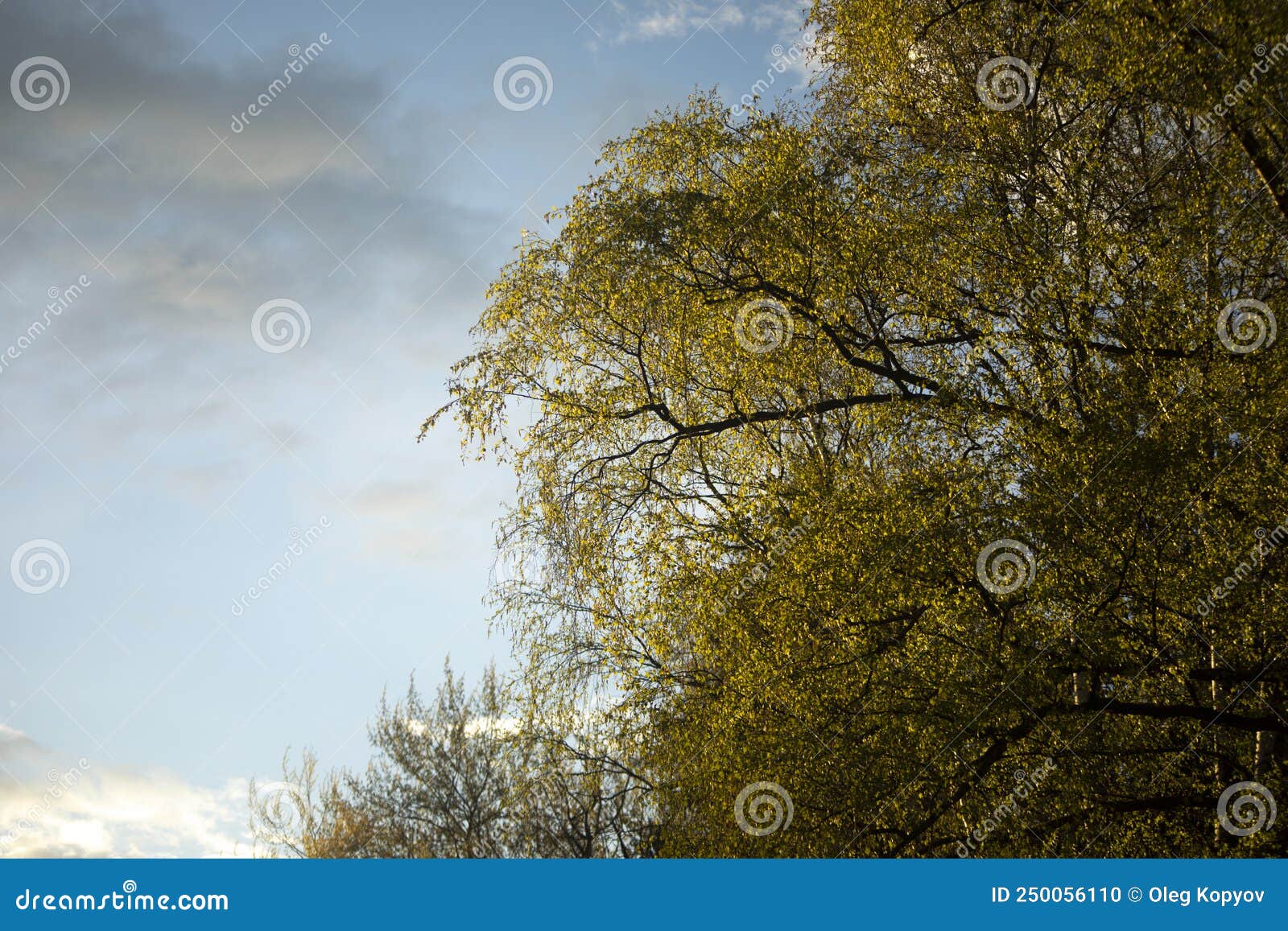 Spring Tree. Fresh Branches with Leaves Stock Photo - Image of ...