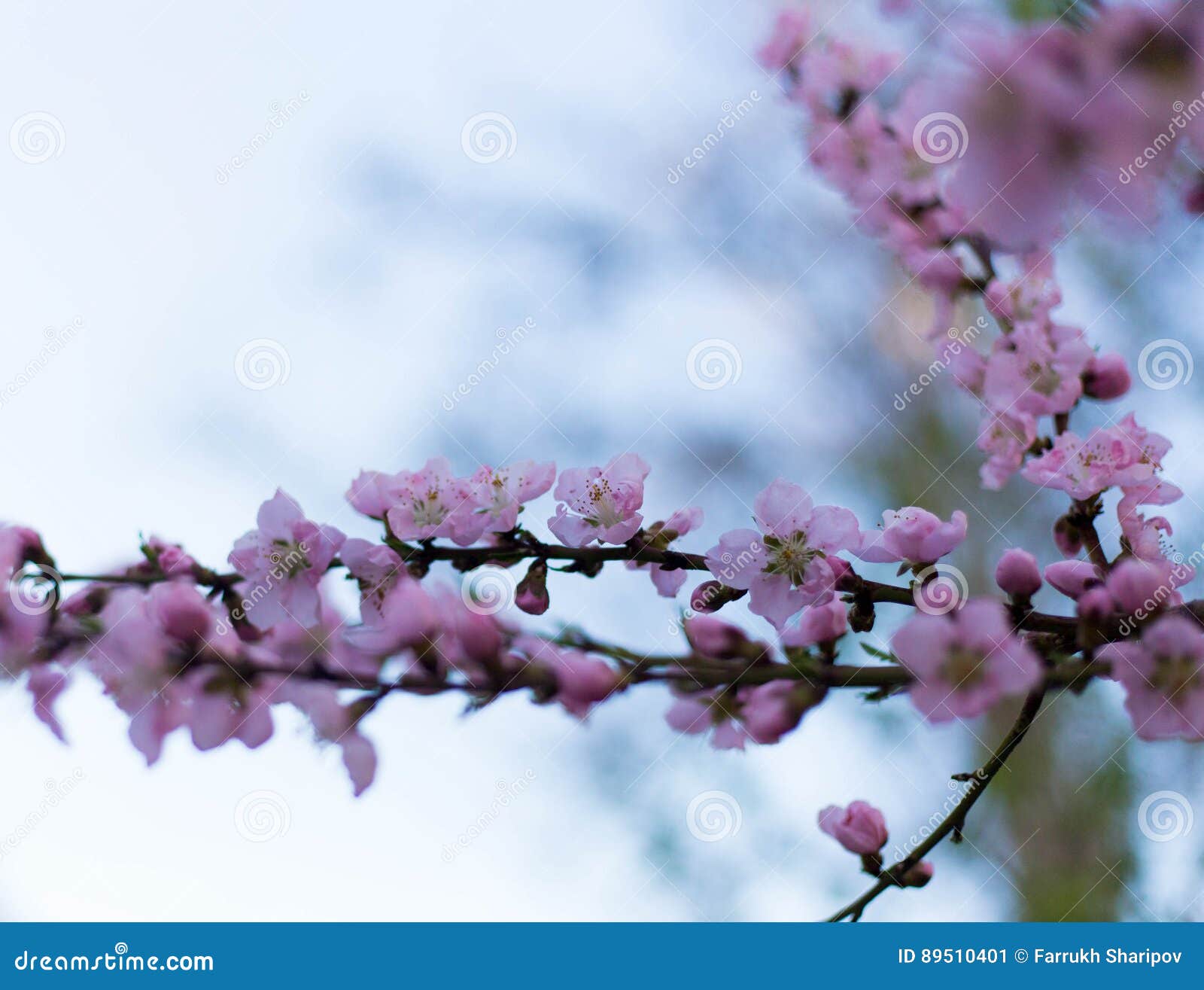 My Image 2
