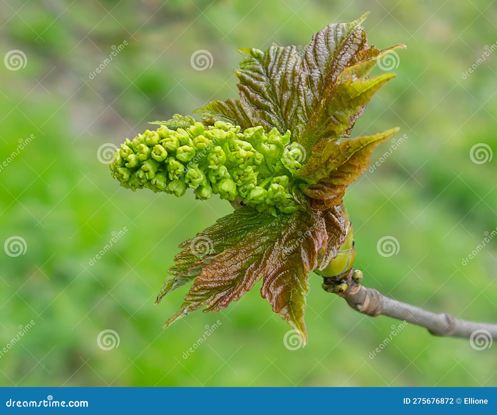 spring tree twig chestnut bud after rain.