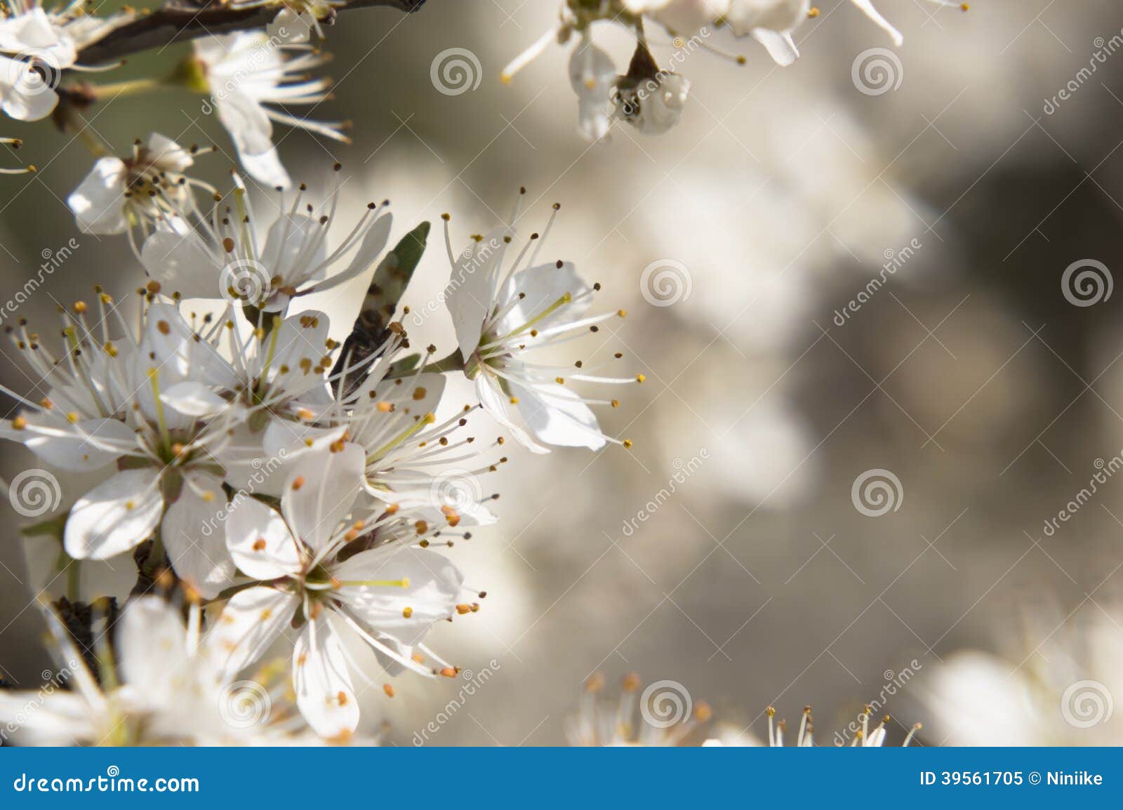 Spring Tree with White Flowers Stock Image Image of garden, cherry