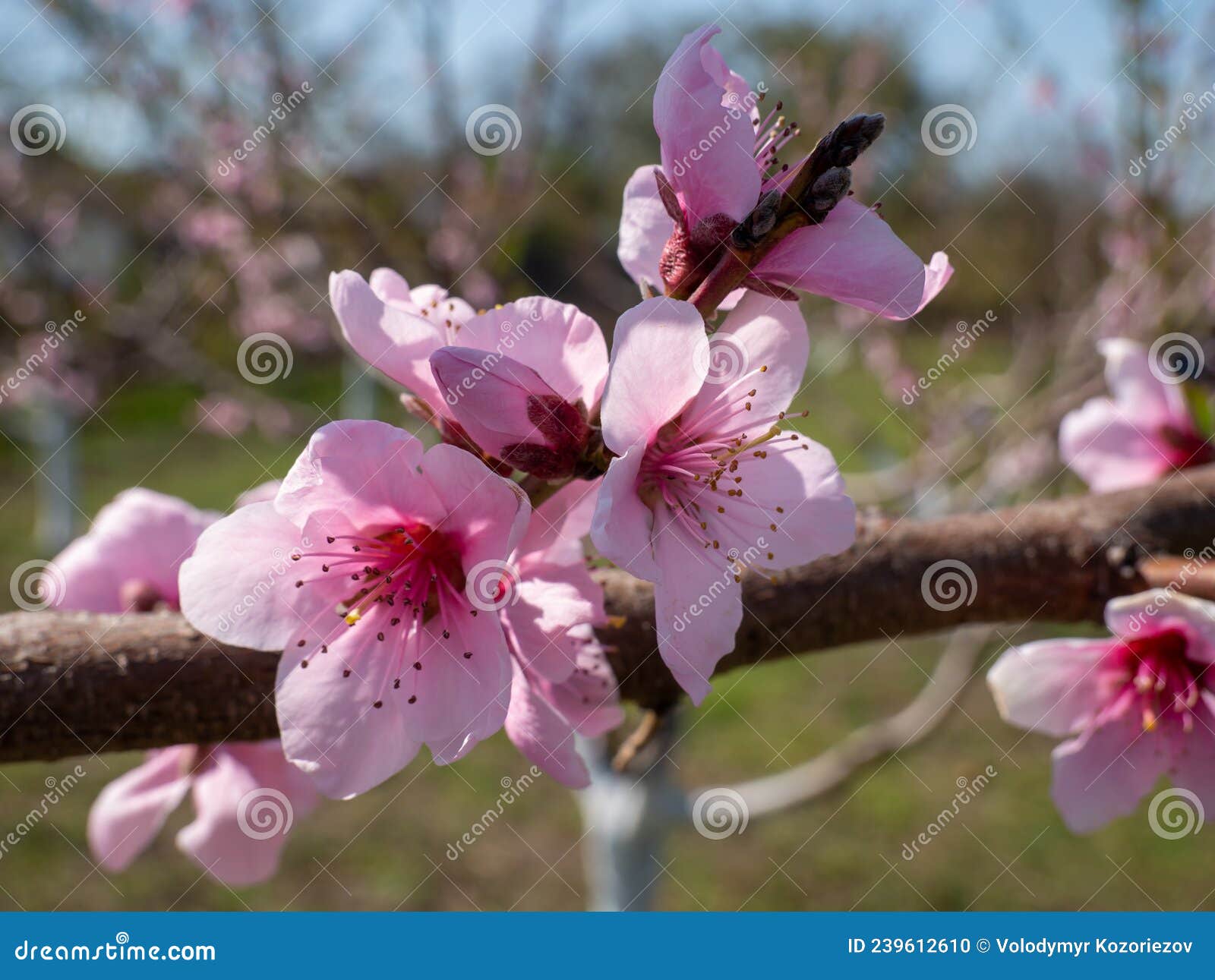 Spring Trees Blooming with White Flowers on a Sunny Day Stock Photo
