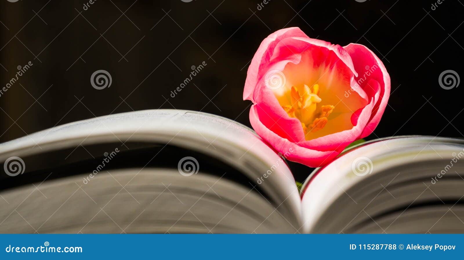 spring tulip and books schoolchild, spring, square, still, teacher, world, aroma