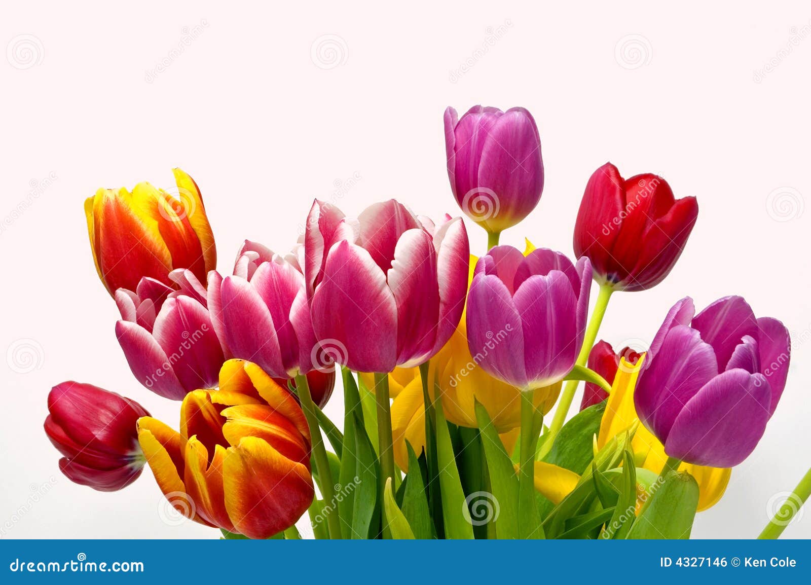 Spring tulip bouquet stock photo. Image of cluster, brilliant - 4327146