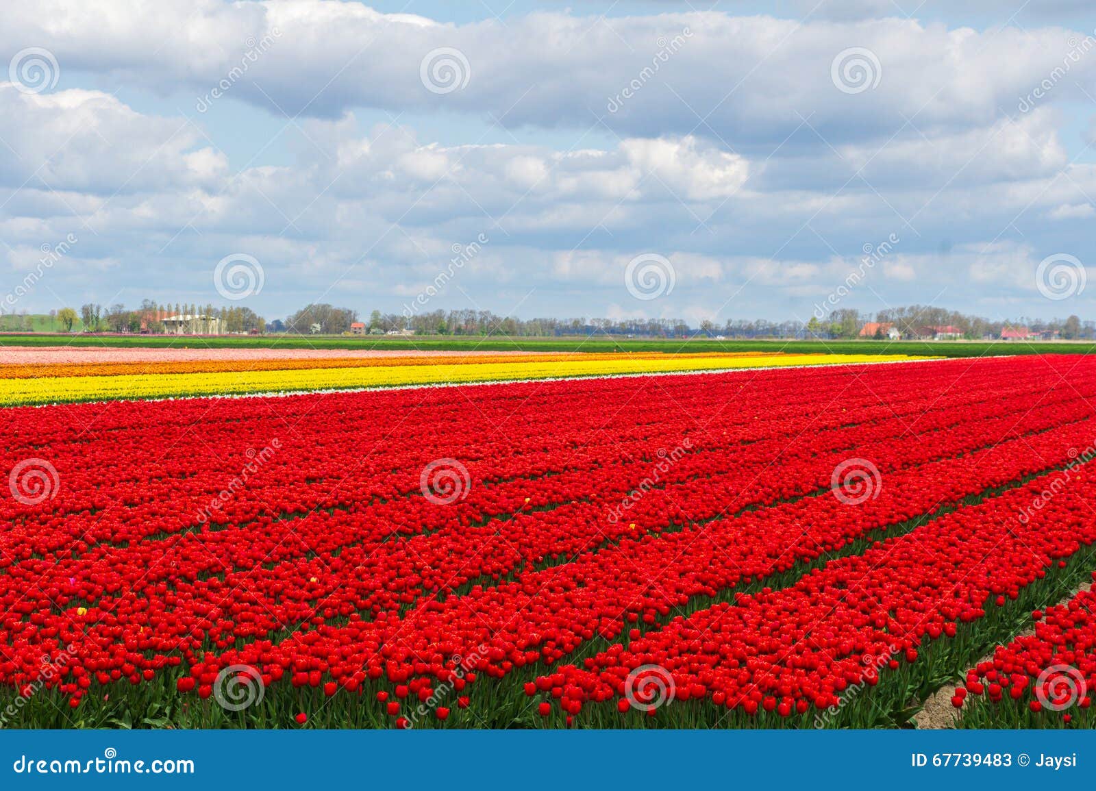 spring tulip fields in holland, flowers in netherlands