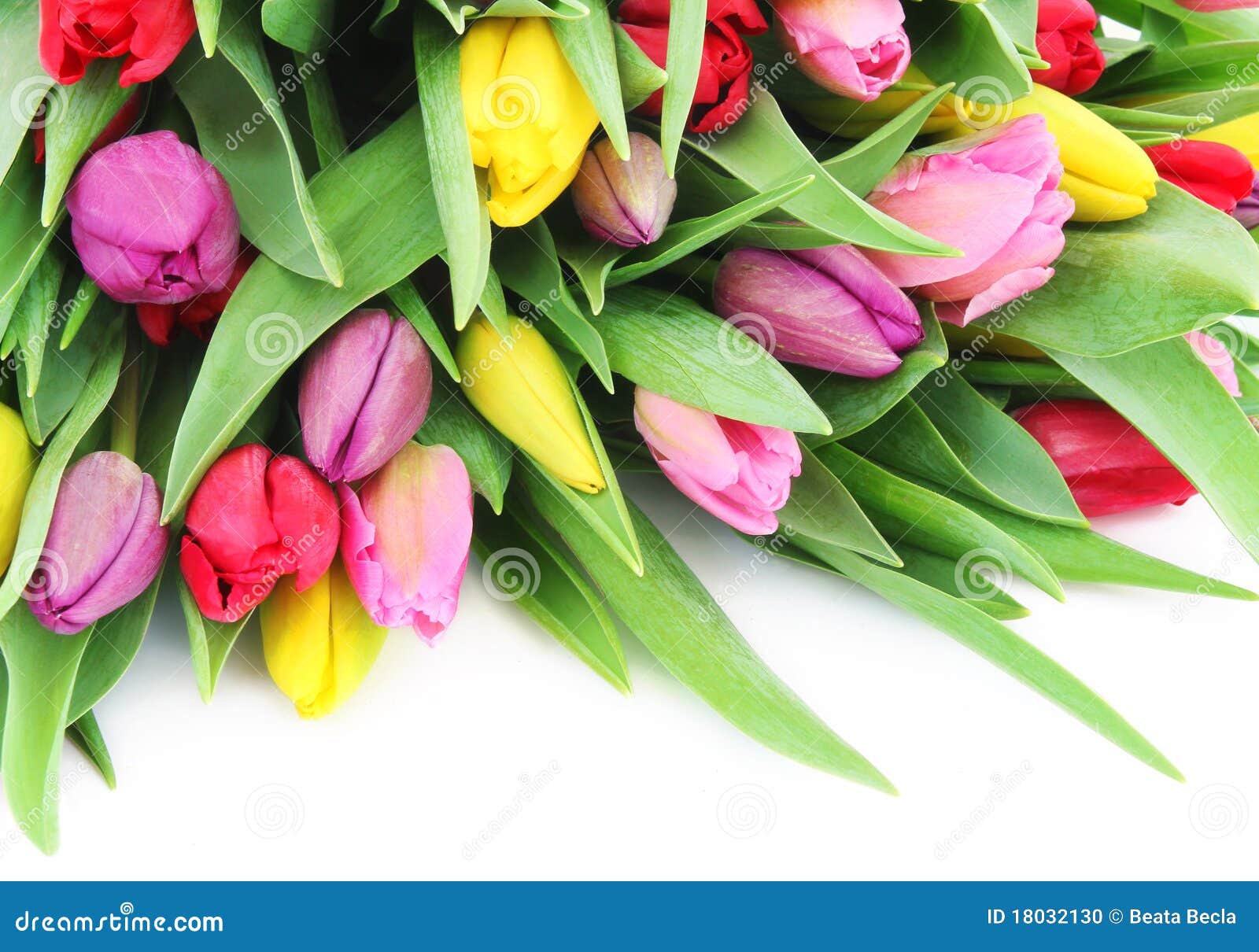 Spring tulip flowers stock photo. Image of gift, beauty - 18032130