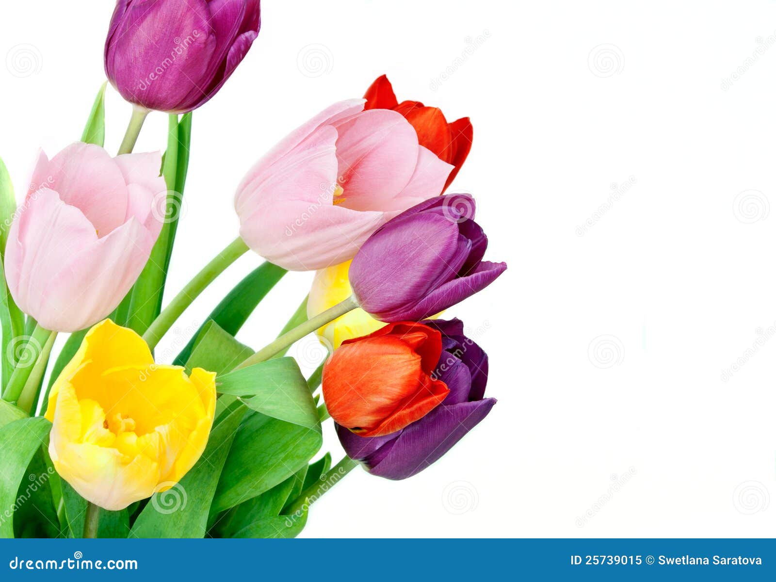 Spring Tulip Flowers bunch stock image. Image of isolate - 25739015