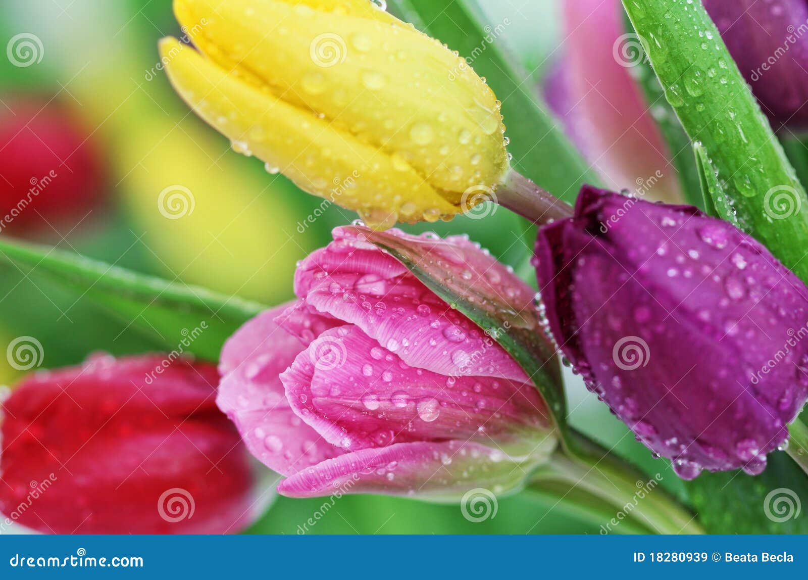 spring tulip flowers close-up