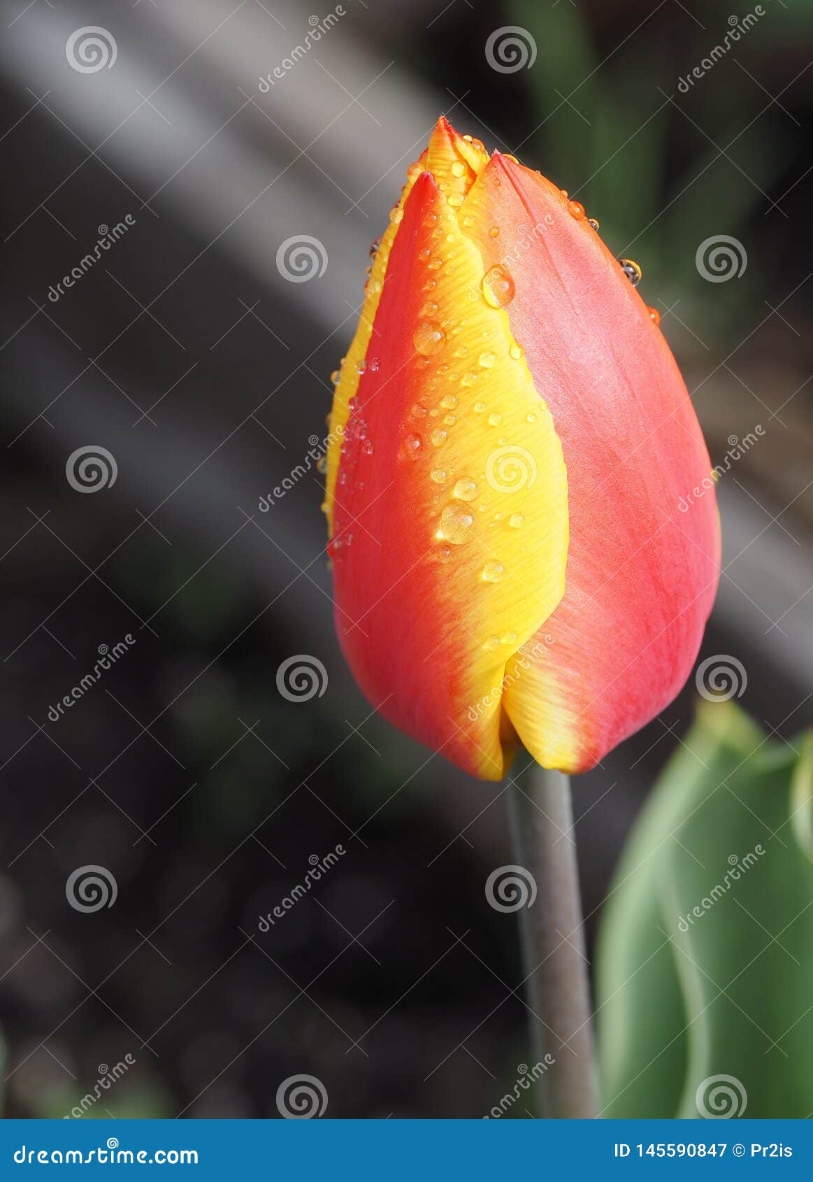 Spring tulip in full bloom stock image. Image of bokeh 145590847