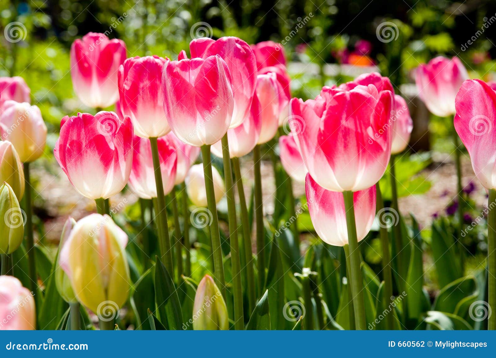 spring tulips