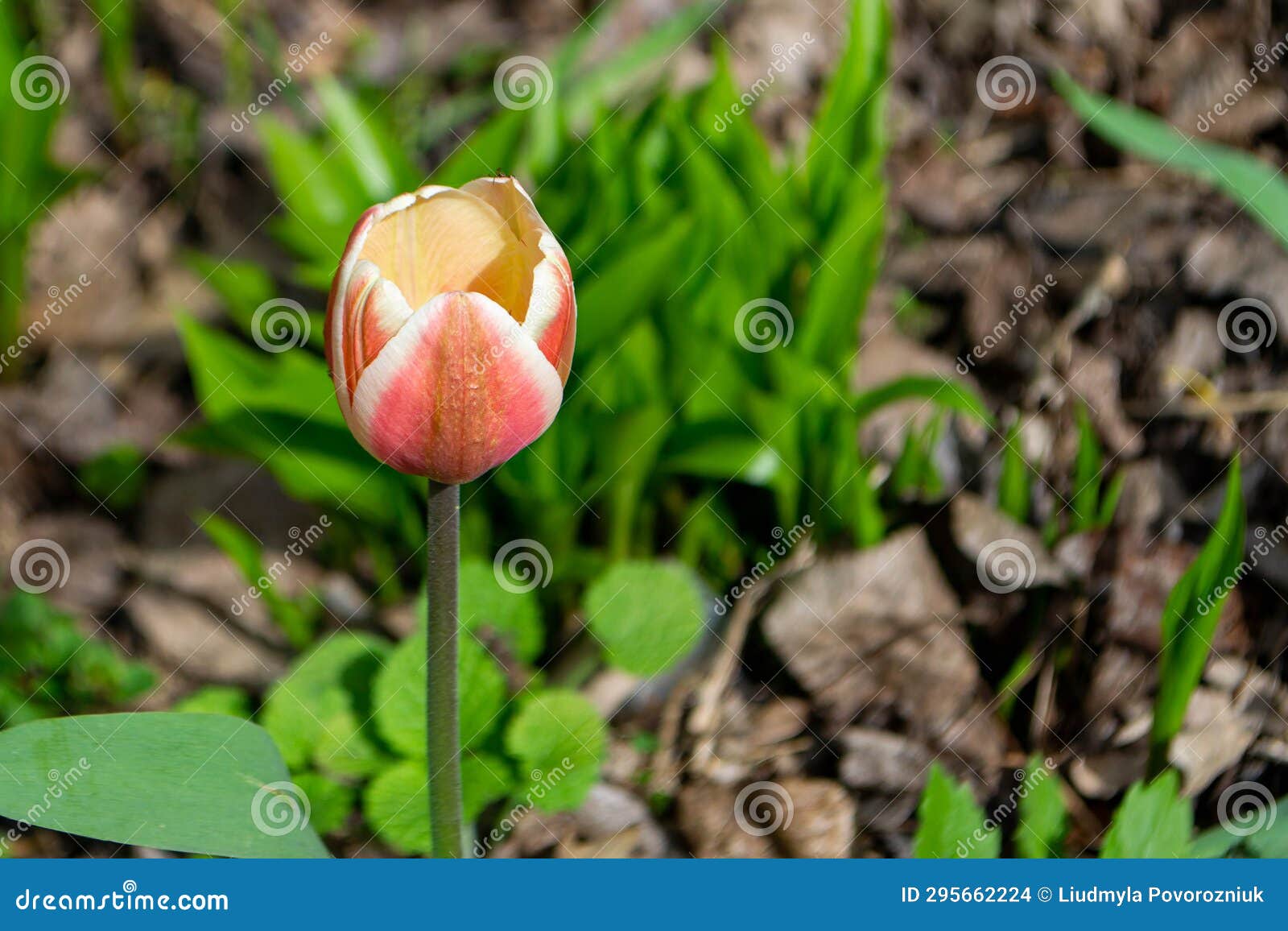 Spring Tulips in Bloom with Red and Green Colors Stock Photo Image of