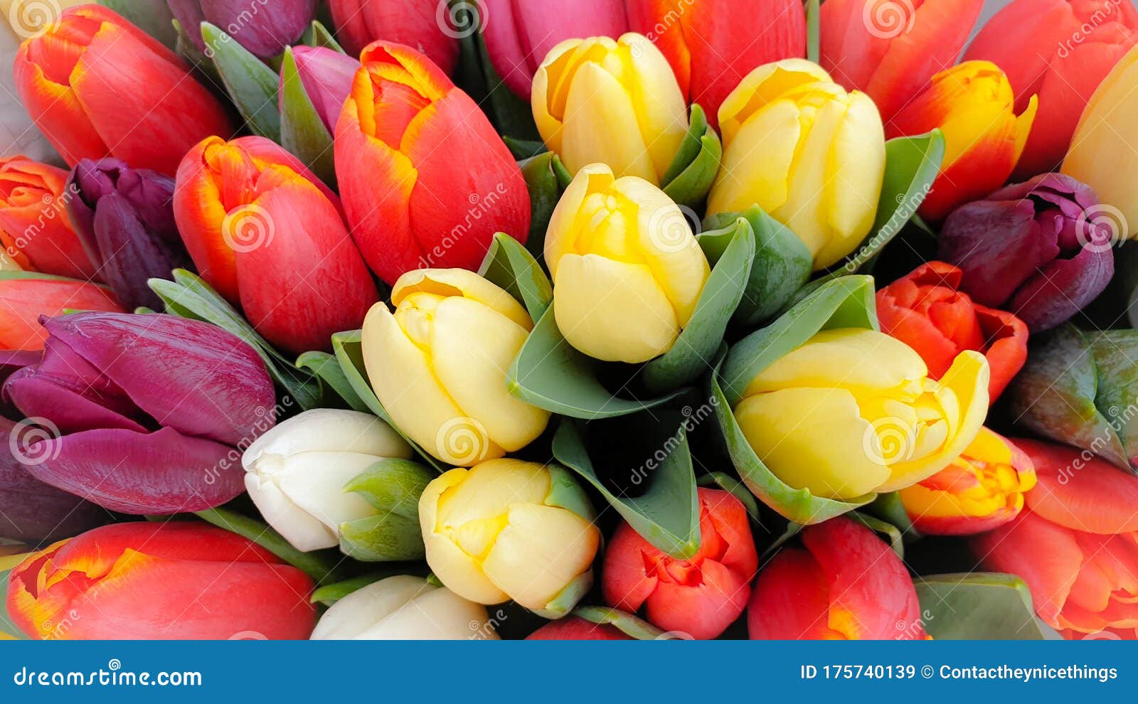 Spring tulips floral bunch stock image. Image of garden 175740139
