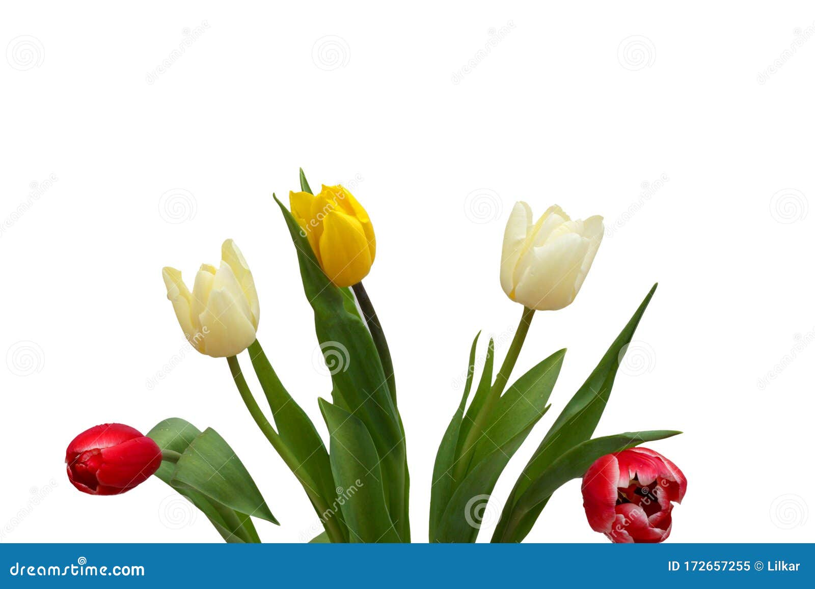 tulips flowers   on white background