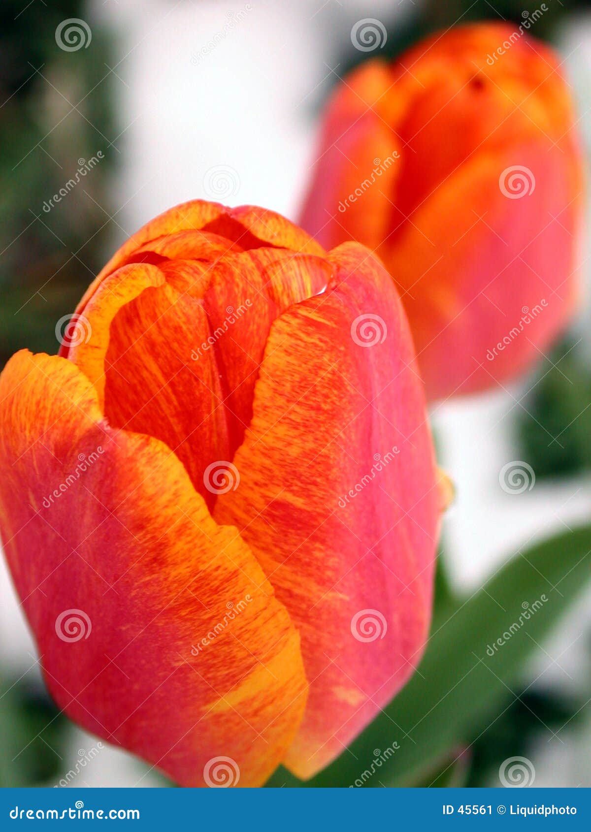 Spring Tulips in Snow stock image. Image of colours, survive 45561
