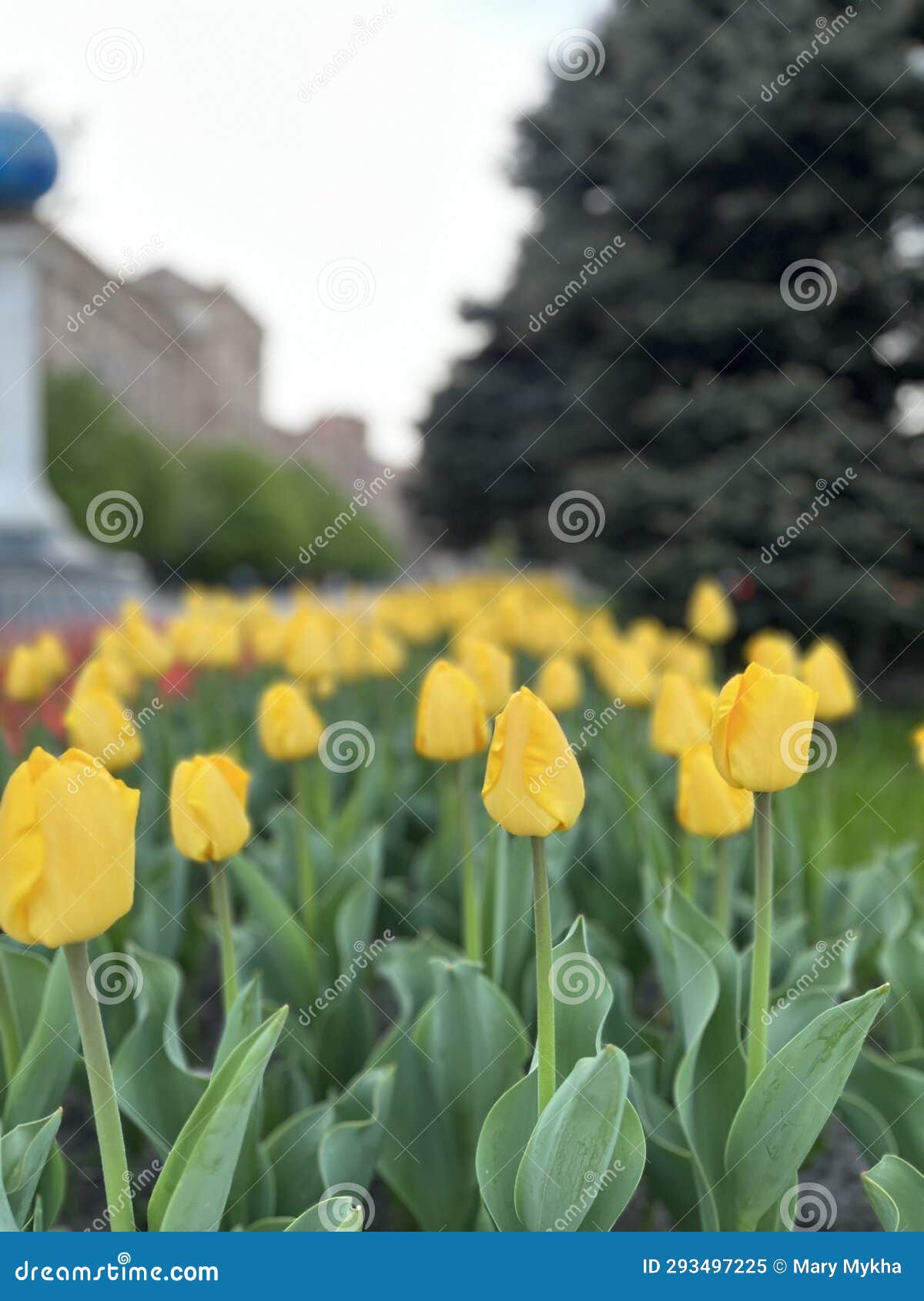 spring tulips