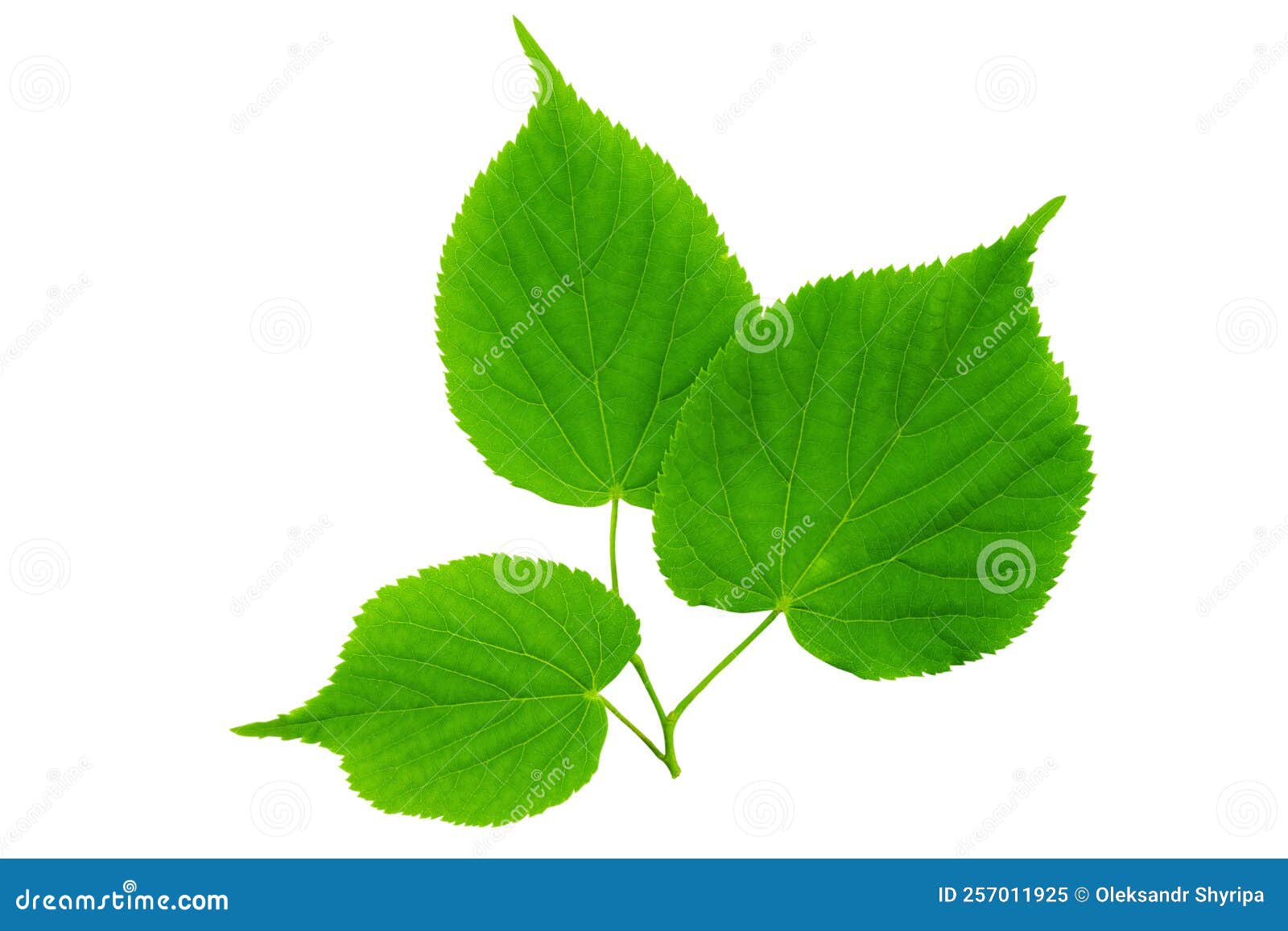 Spring Twig Linden with Green Leaves on a White Background Stock Image