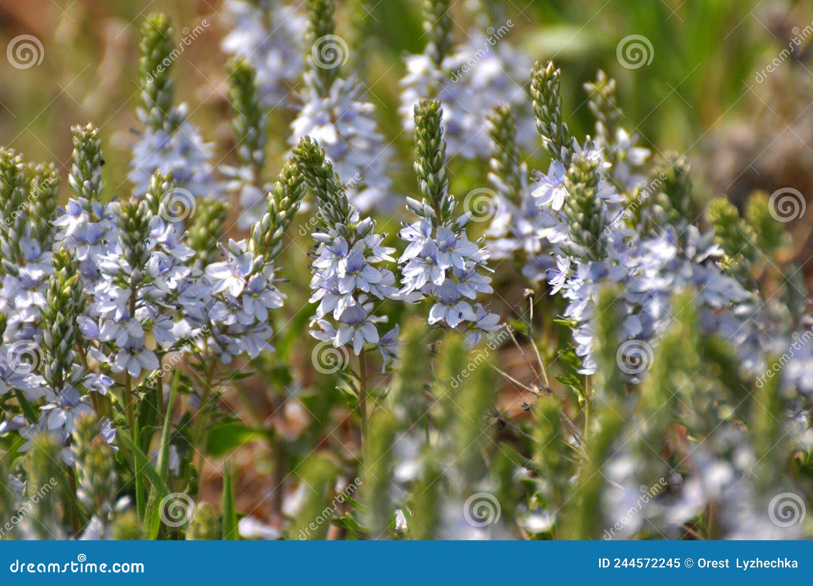 In the Spring, the Veronica Prostrata Blooms among the Herbs Stock