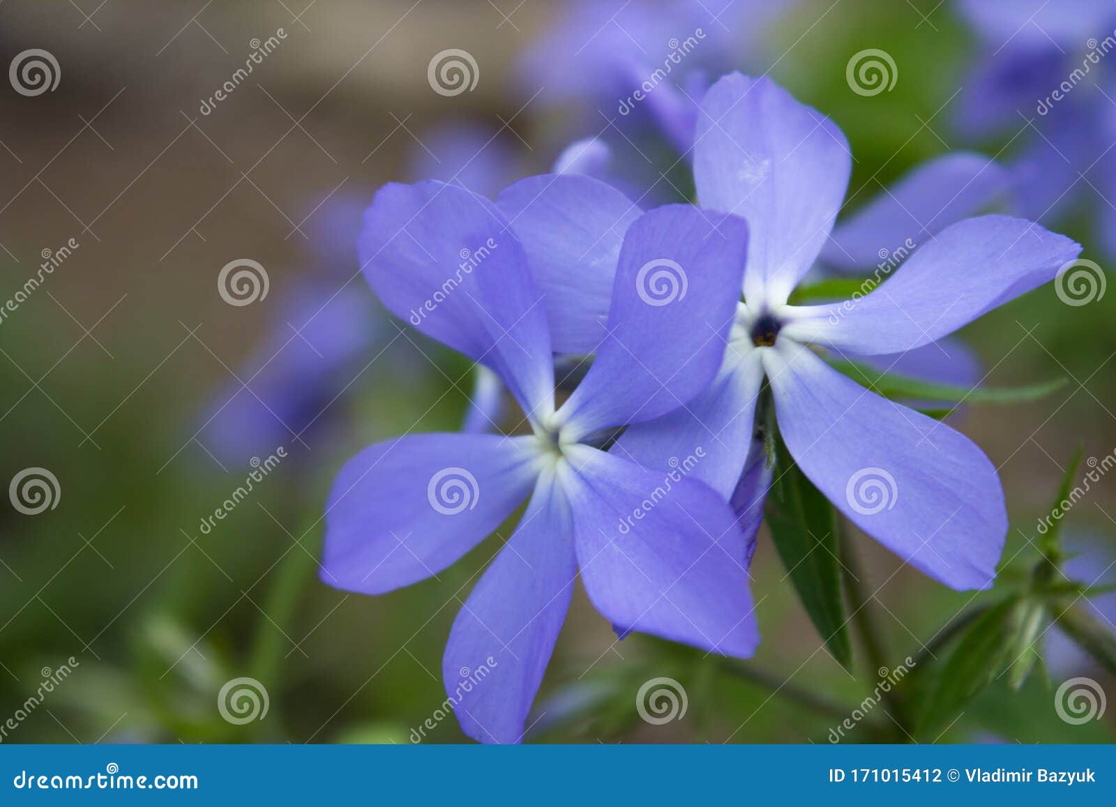 Spring Vinca Flowers,care and Growing of Spring Flowers Vinca Herbacea