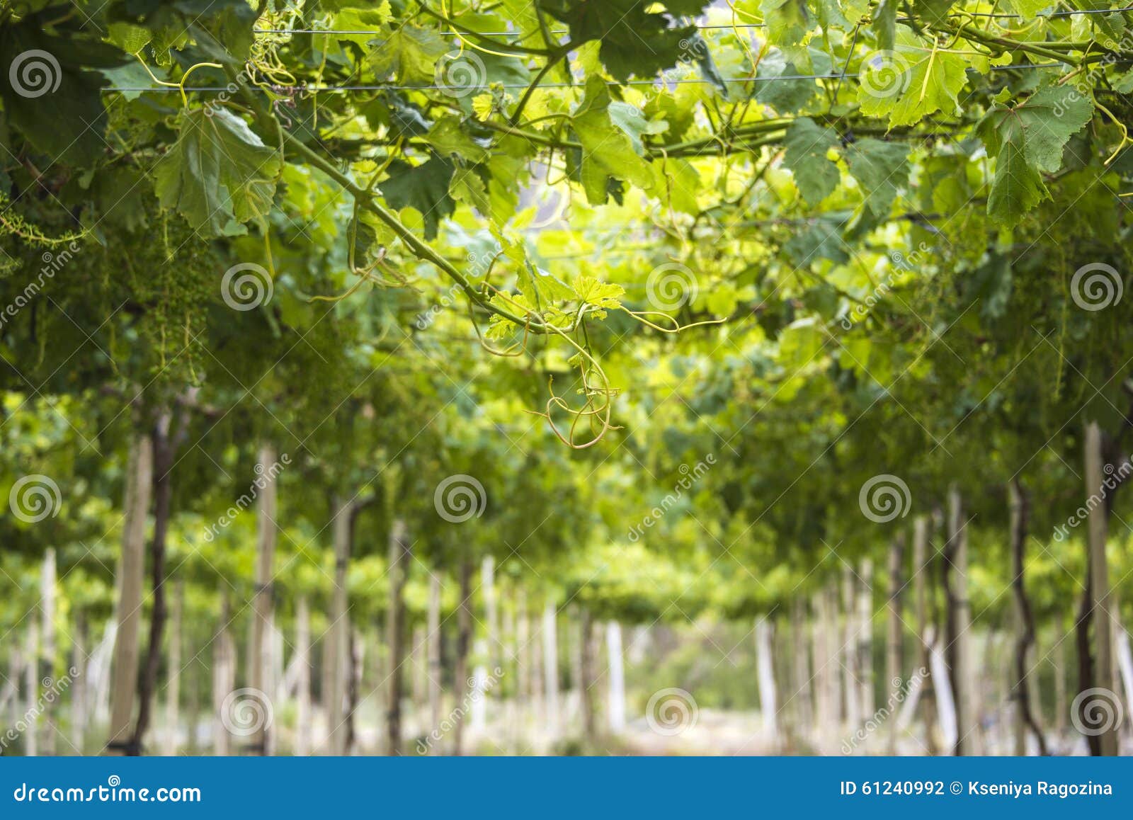 spring vineyard, atacama desert in the coquimbo region, chile