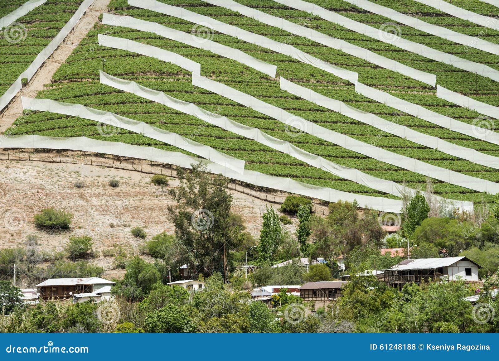spring vineyard in chile