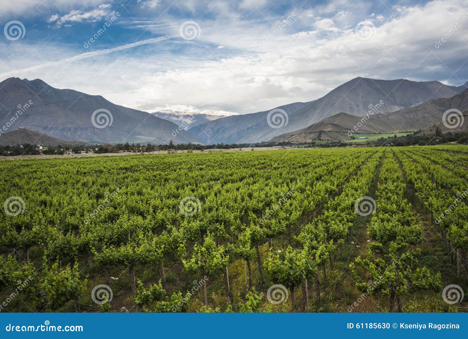 spring vineyard, elqui valley, andes, chile