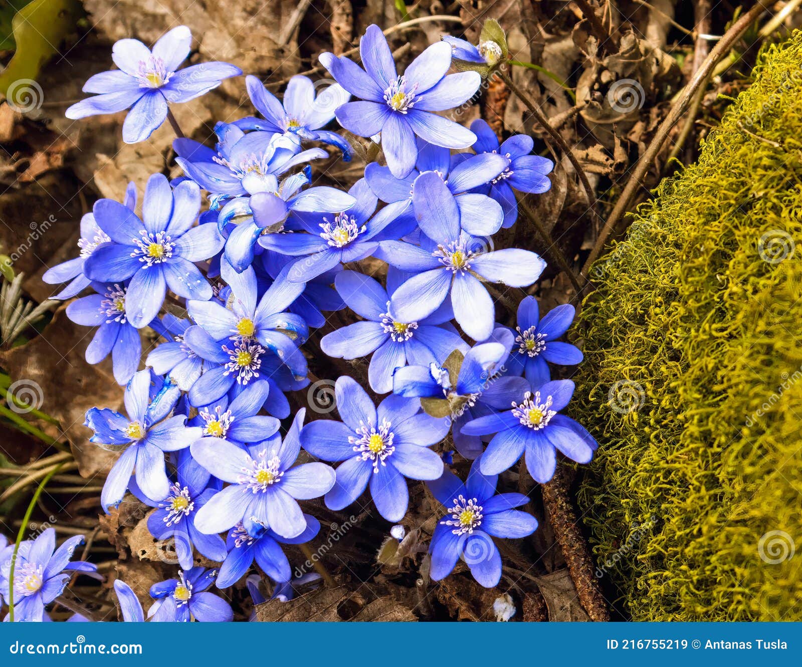 In Spring, Violet Flowers in the Forest Stock Image Image of violets