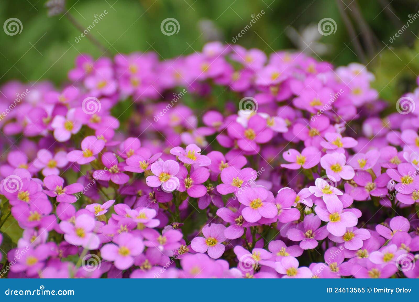 Spring Violete Flowers in Fulda Stock Image Image of flora, bright