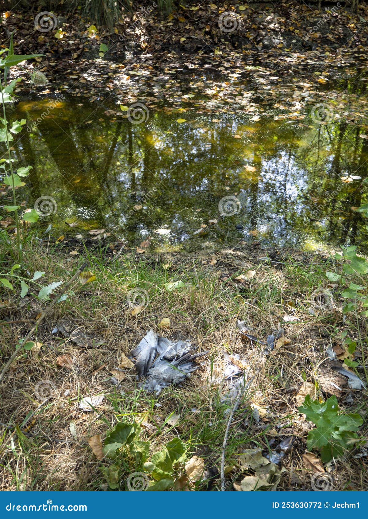 Spring Water Contaminated by Chemicals. Pollution Concept Stock Photo