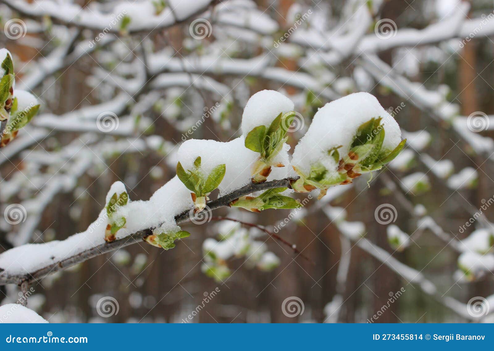 spring weather surprises. an unexpected snowfall covered the tree buds with the first leaves