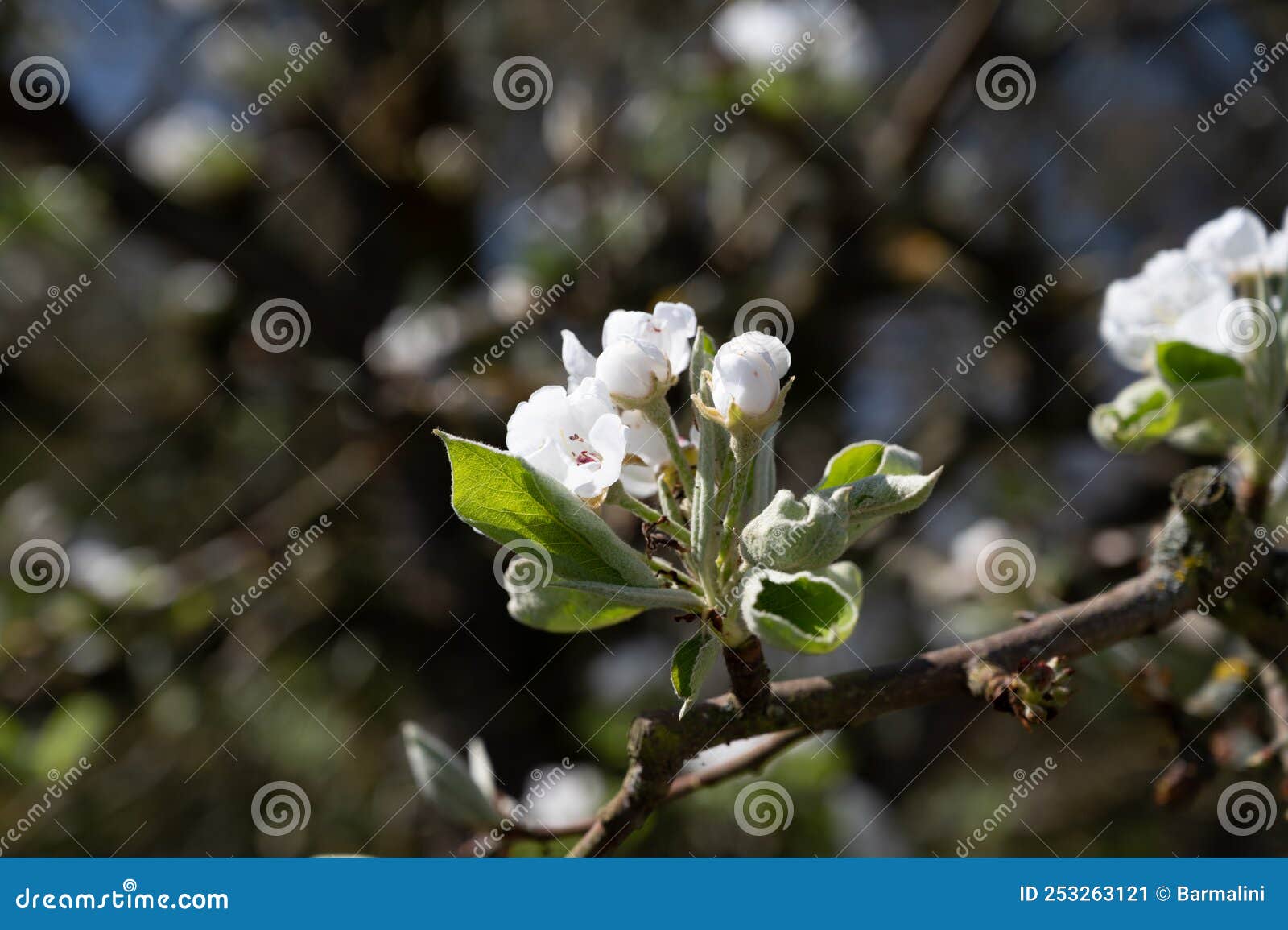 spring white blossom of pear tree, garden with fruit trees in betuwe, netherlands