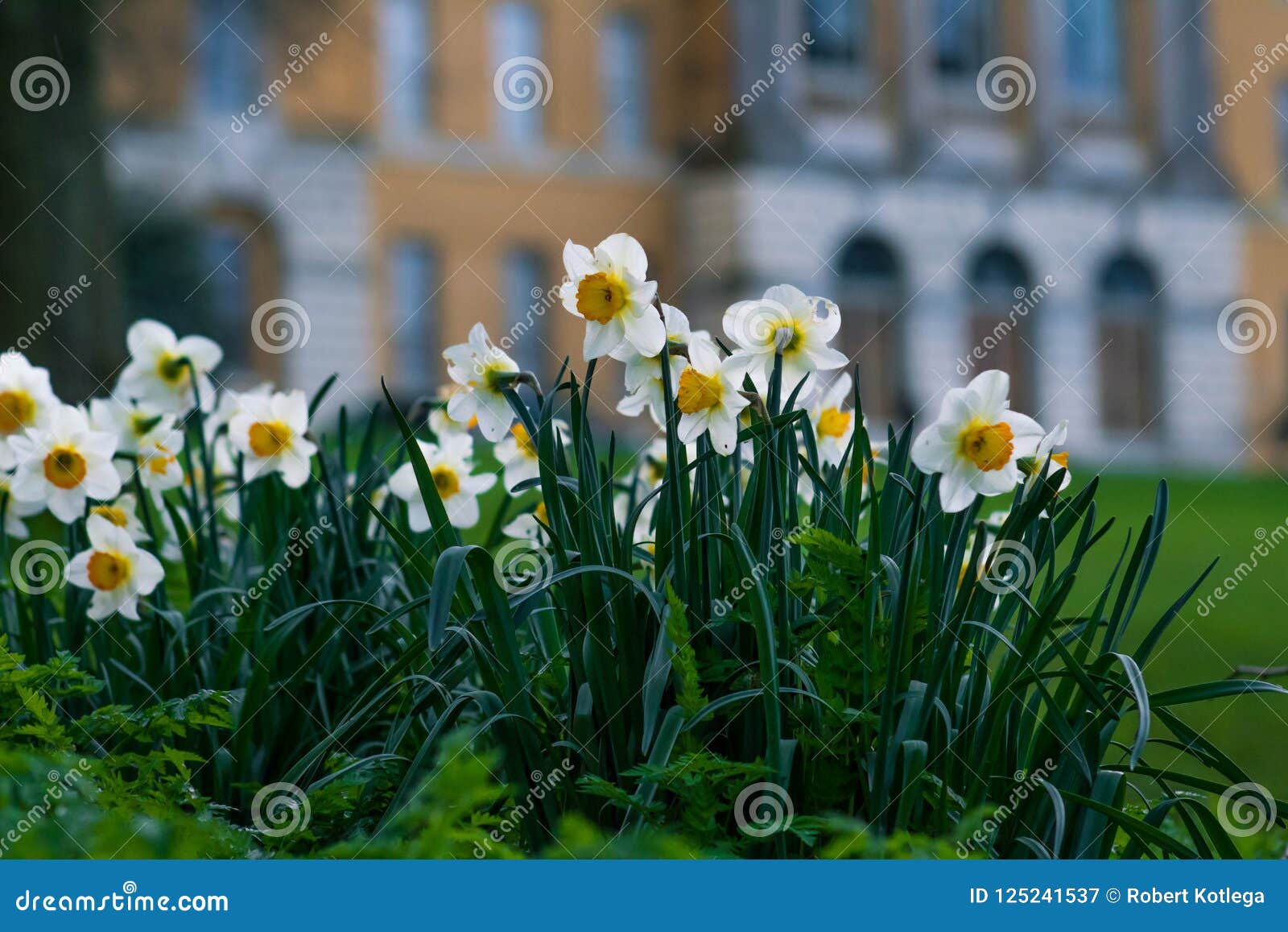 Spring White flowers stock image. Image of blure, bloom 125241537