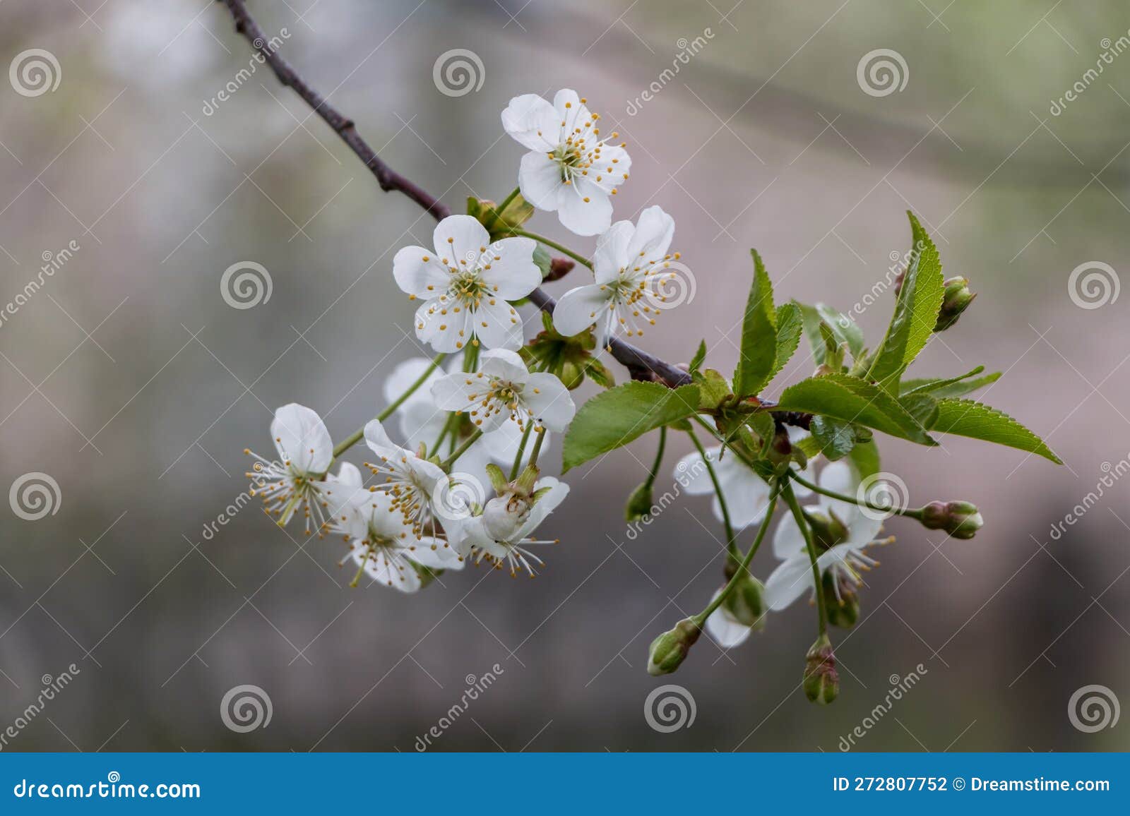 Spring White Flowers. Blooming Cherry in Spring Stock Photo Image of