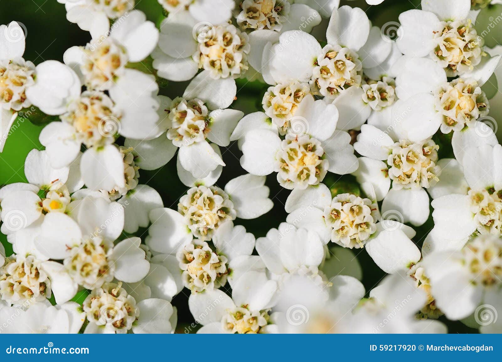 Spring white flowers stock photo. Image of flowers, peace 59217920