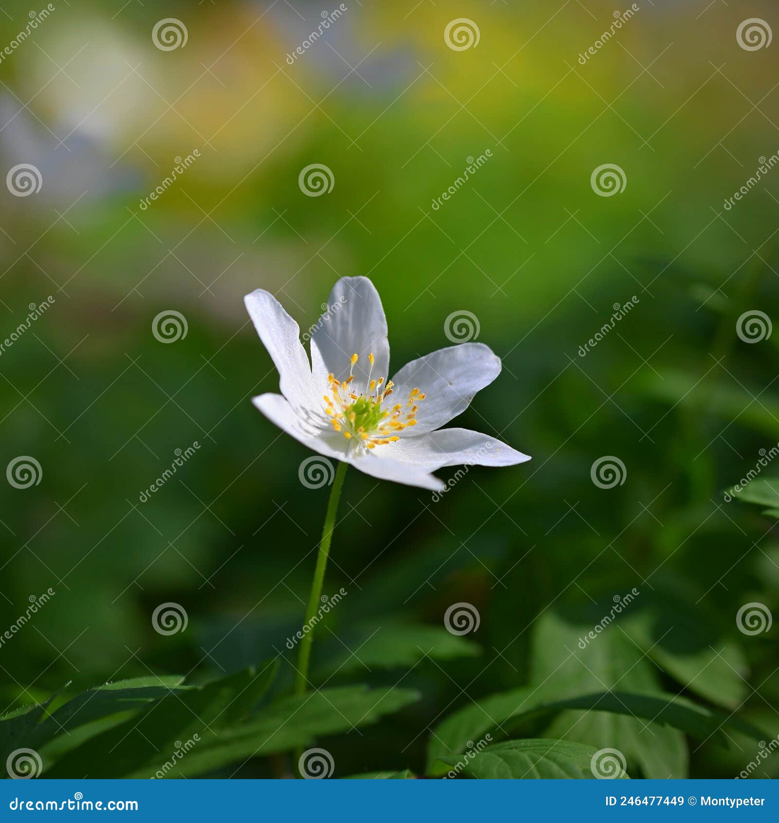 My Image 5