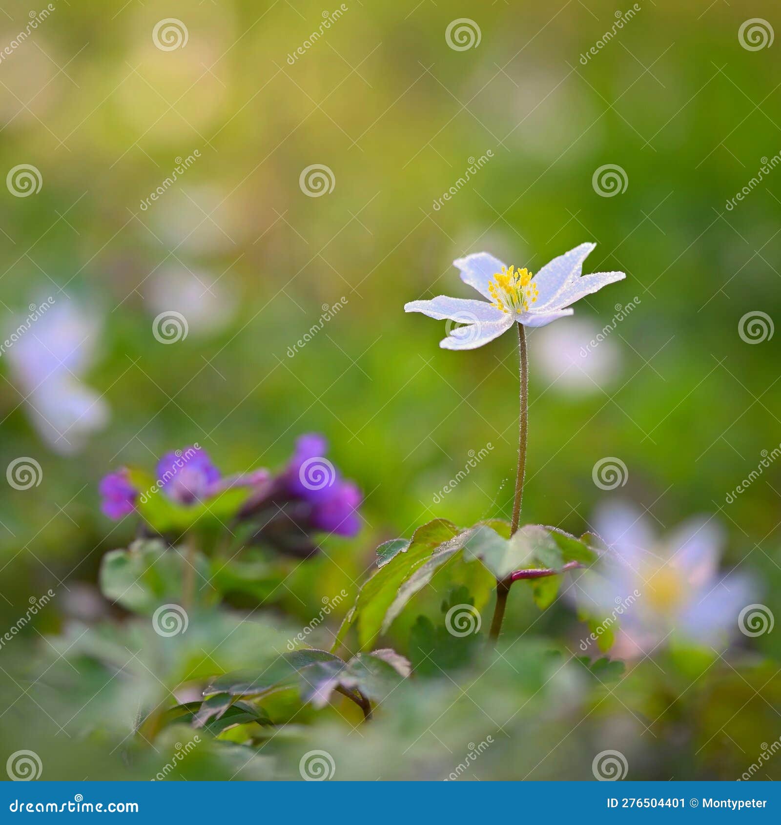 My Image 4