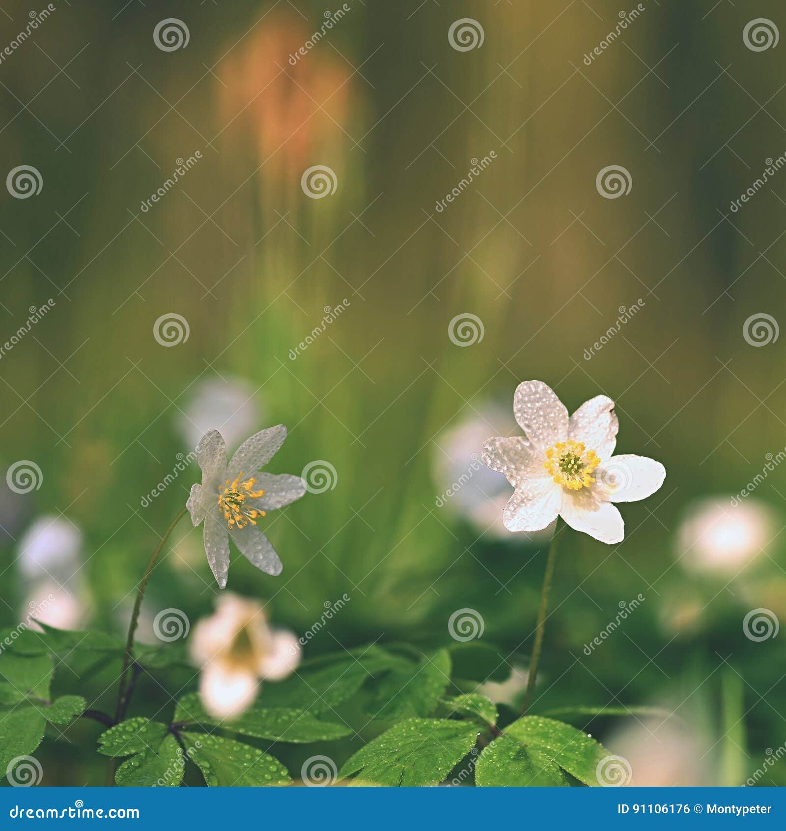 My Image 9