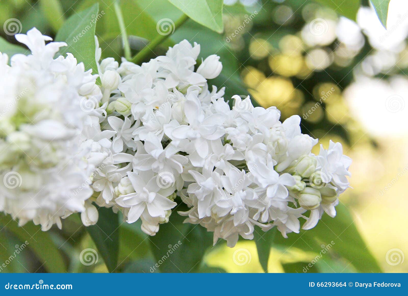 Spring white flowers stock photo. Image of lavender, botanical 66293664
