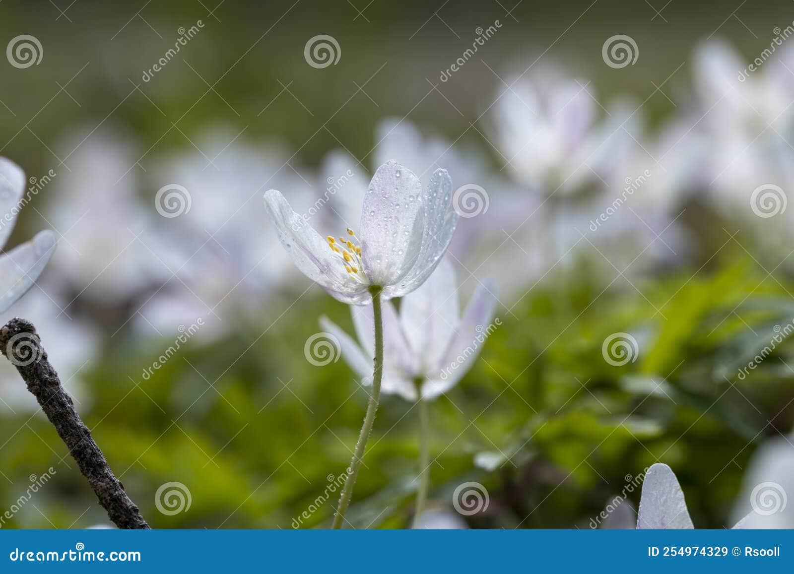 Spring White Flowers Sprouting in the Forest Stock Image Image of