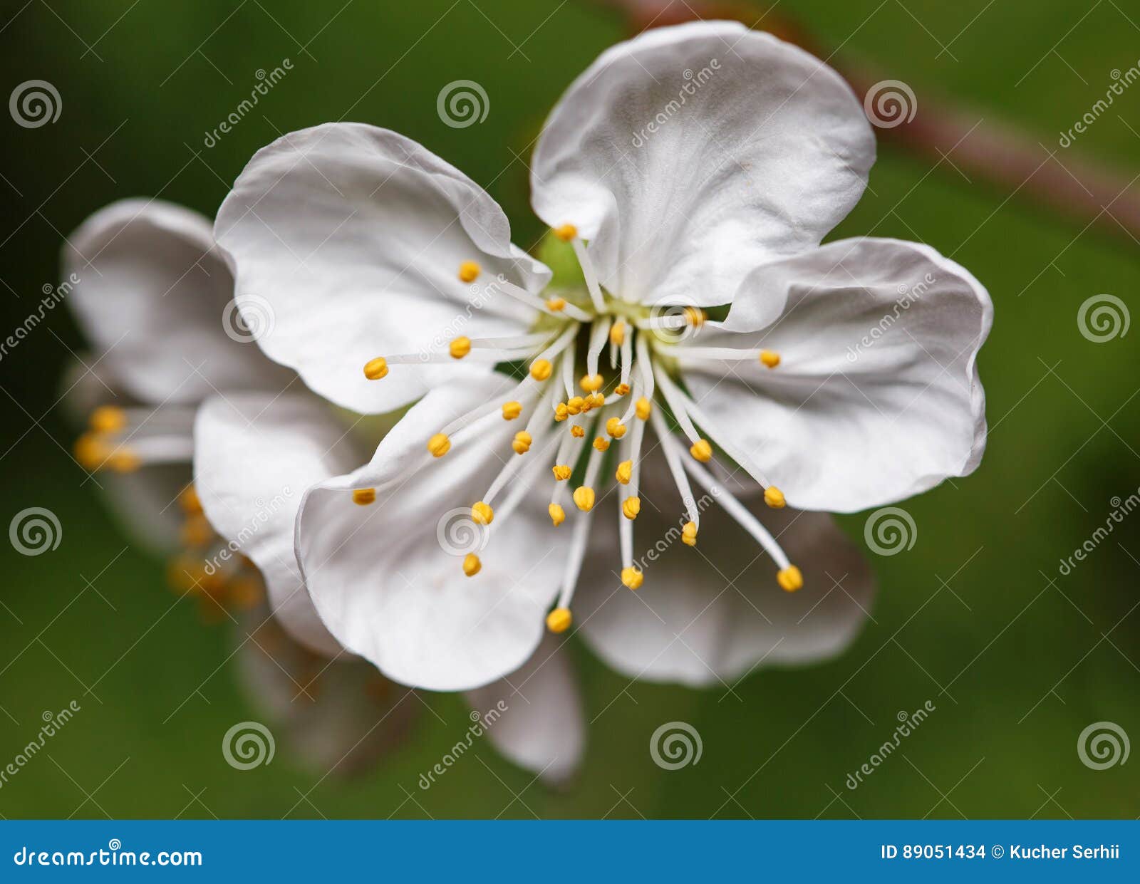 Spring White Flowers on a Tree Branch Stock Photo Image of floral