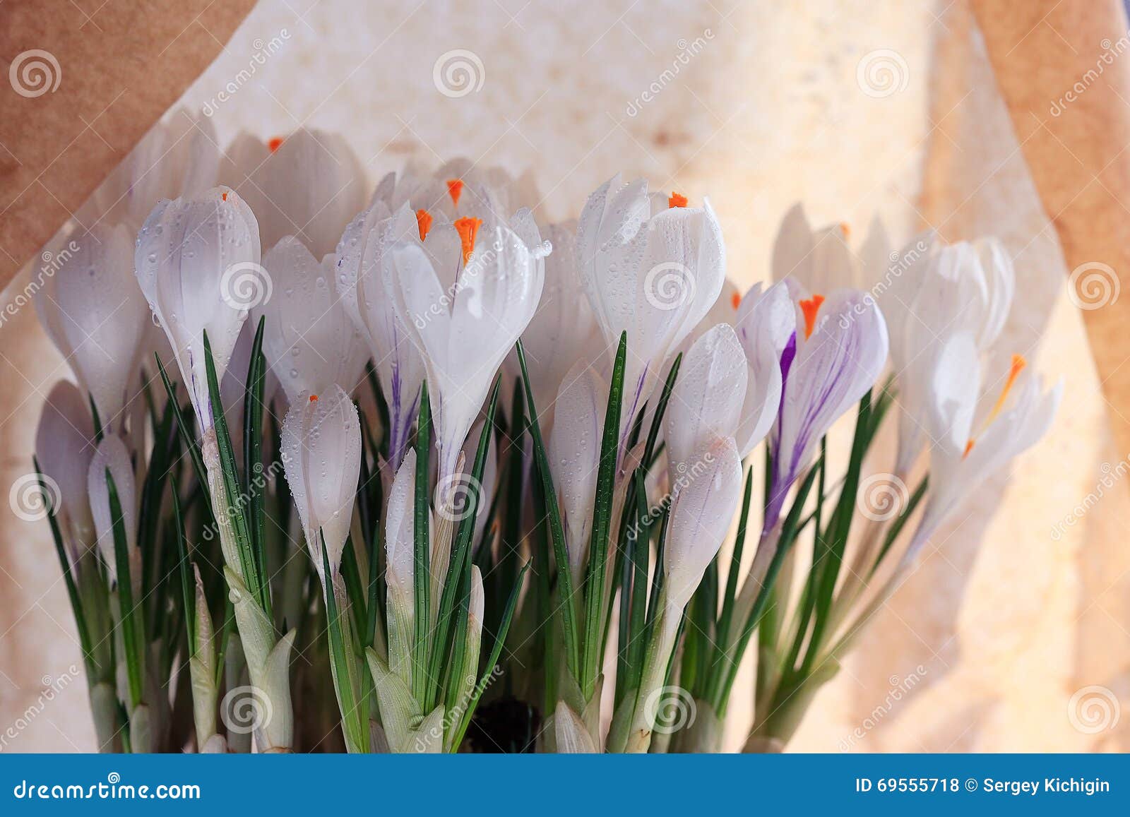 Spring white flowers stock photo. Image of closeup, blooming 69555718