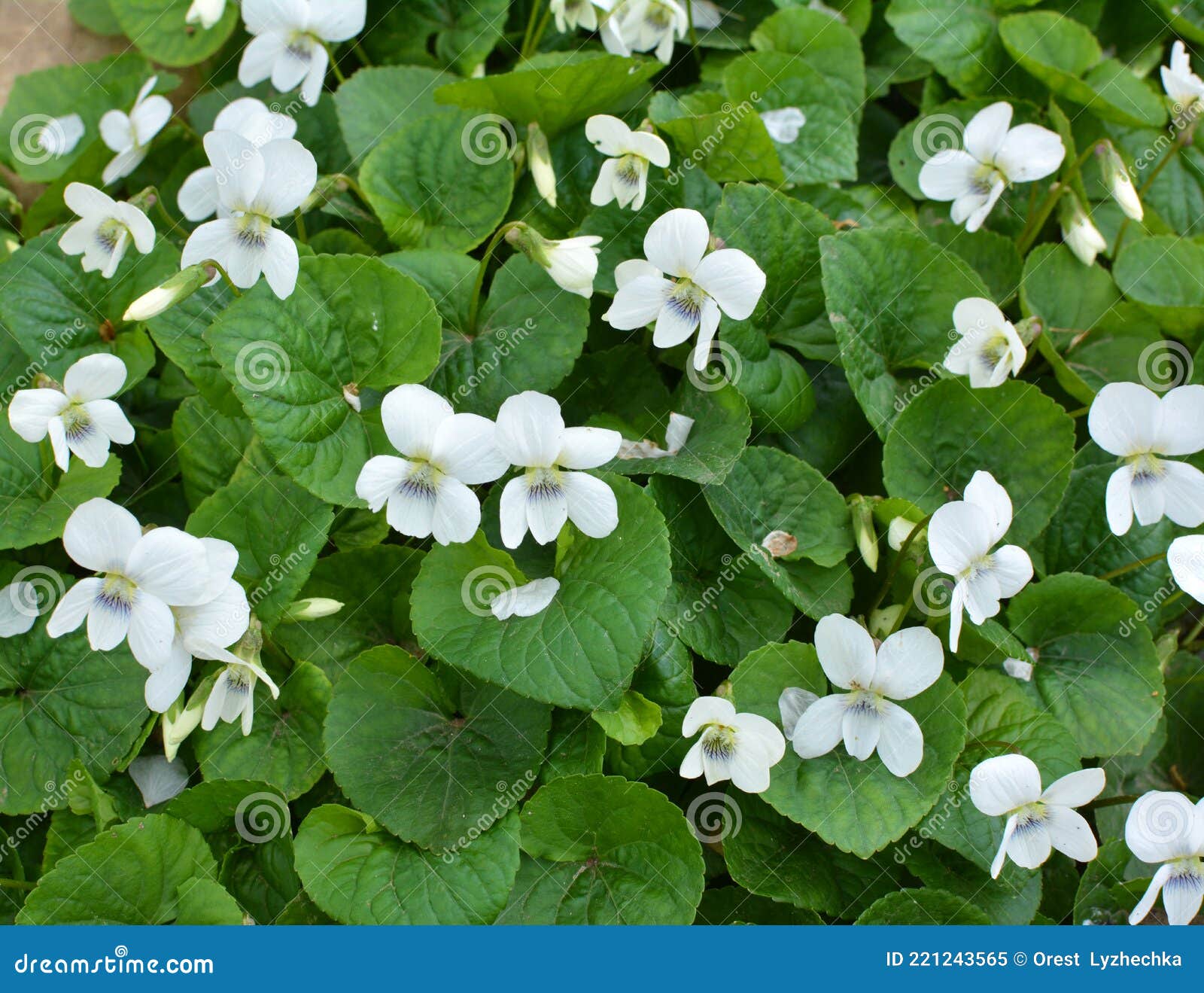White Violets Bloom on the Flower Bed Stock Image Image of color