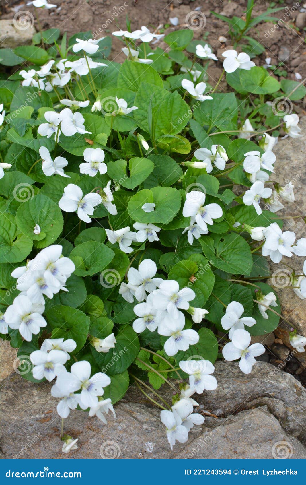 White Violets Bloom on the Flower Bed Stock Photo Image of violas