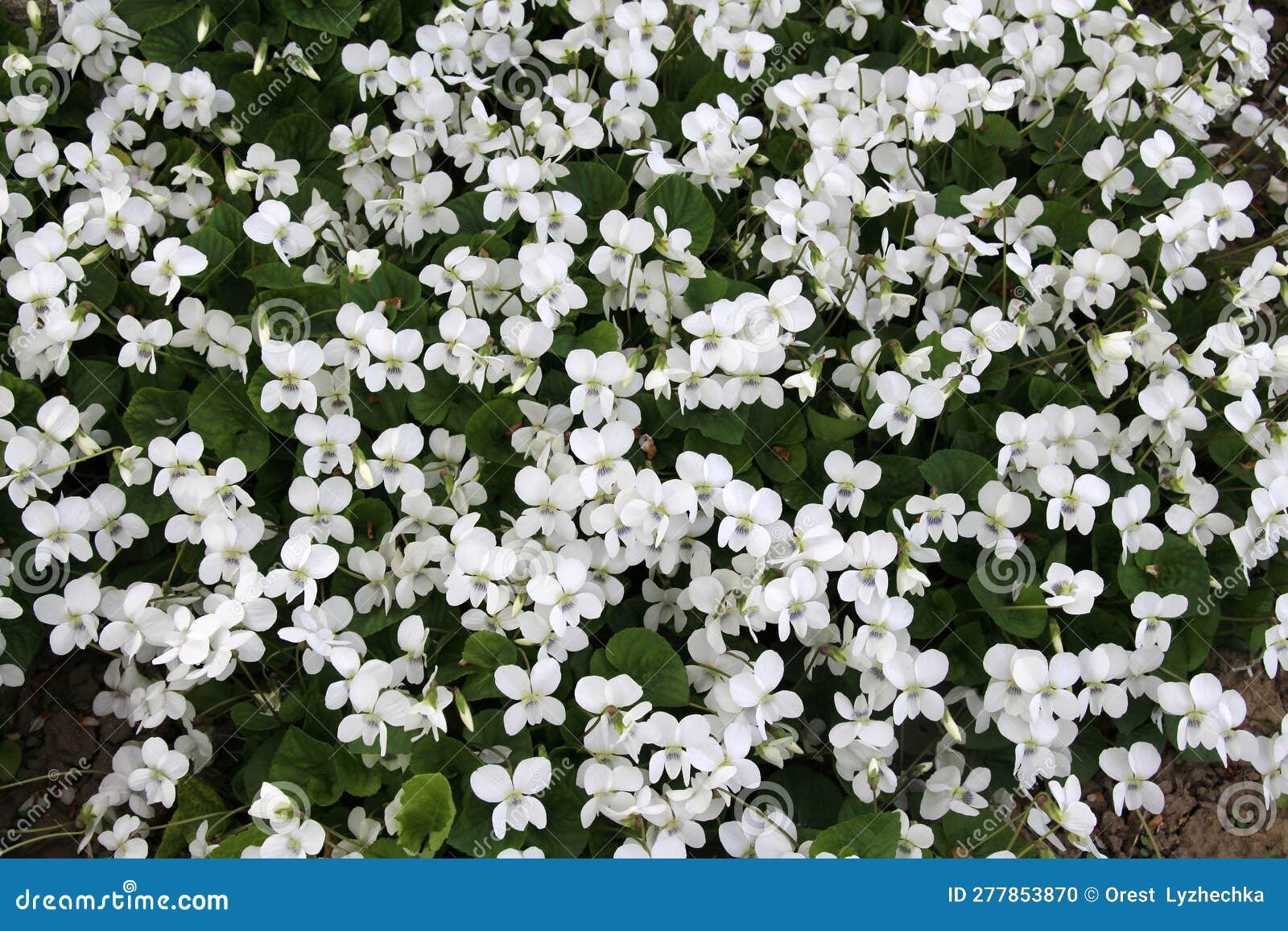 White Violets Bloom on the Flower Bed Stock Photo Image of flora