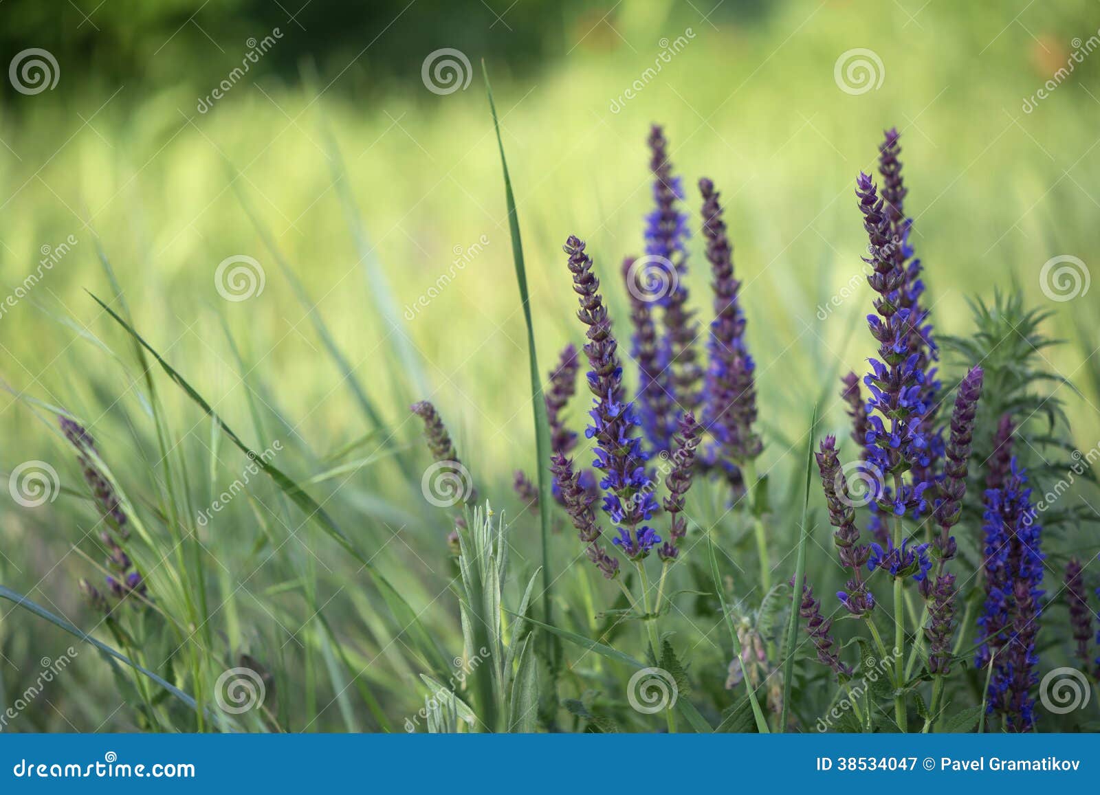 Spring Wildflowers Background Stock Image - Image of herb, flower: 38534047