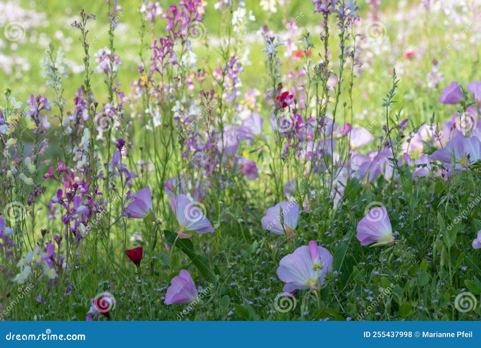 Texas Wildflowers Growing by the Roadside. Stock Photo Image of