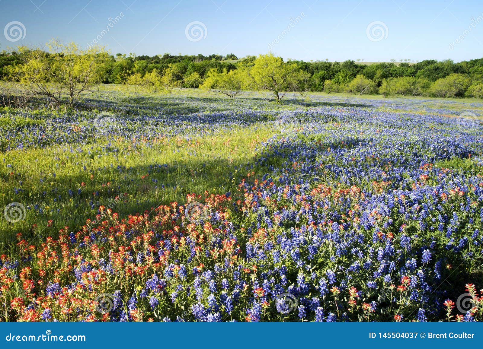 Spring Wildflowers Near Ennis, Texas Stock Image Image of petal