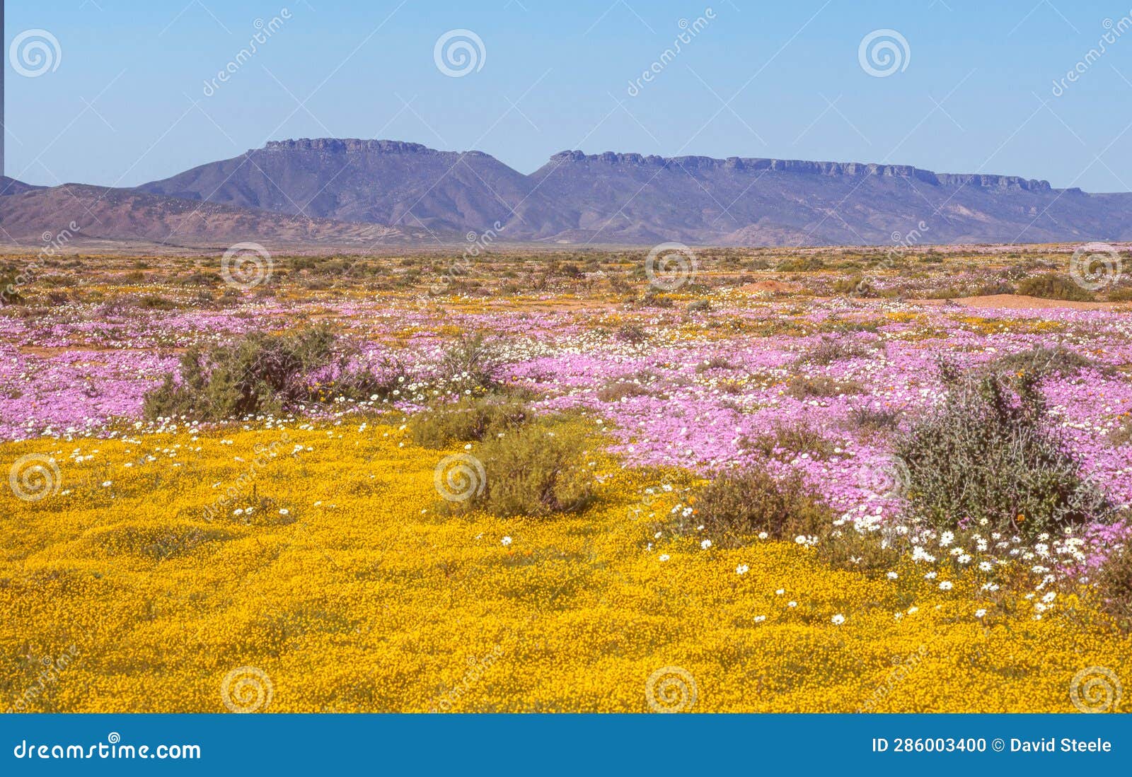 spring wildflowers near vanrhynsdorp